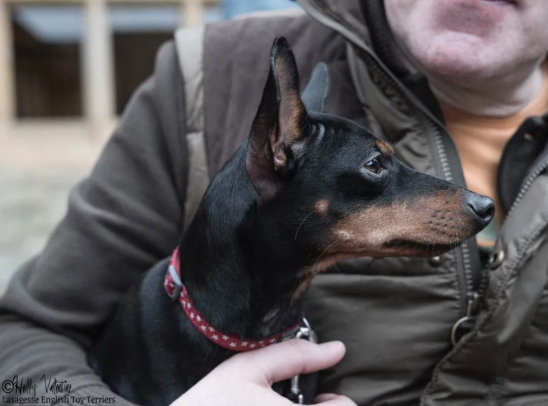 english-toy-terrier-lasagesse-esme-003 copy