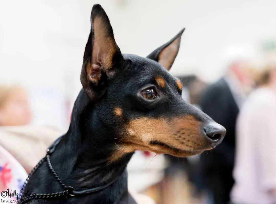 english-toy-terrier-lasagesse-esme-005 copy