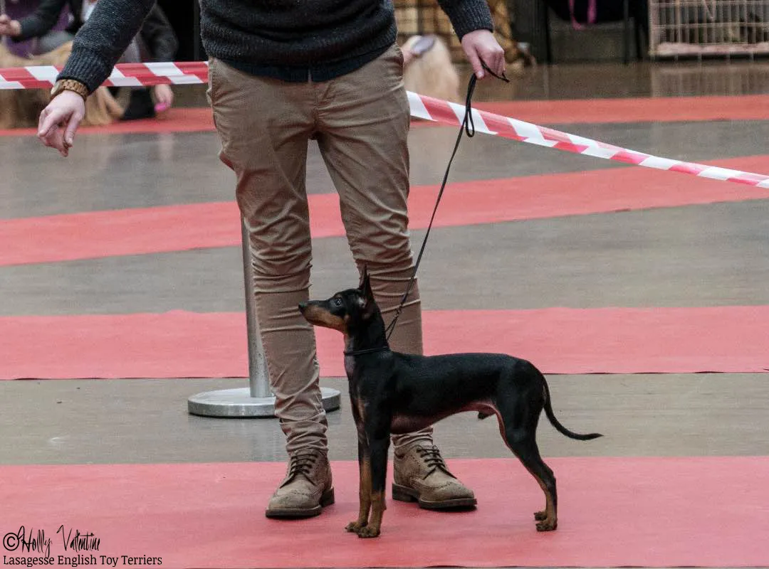 english-toy-terrier-lasagesse-ludo-show-026 copy