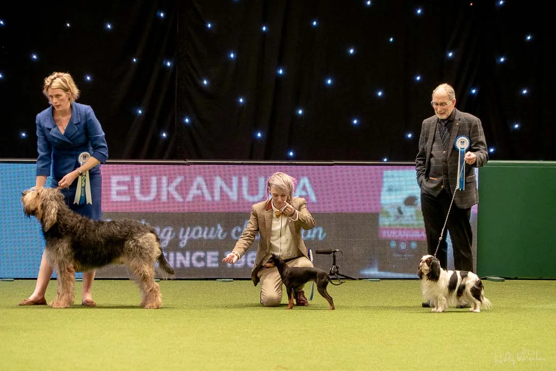 lasagesse-crufts-english-toy-terrier-2019-49