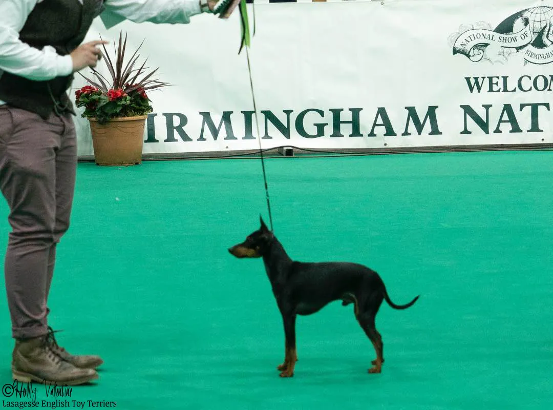 english-toy-terrier-lasagesse-ludo-show-012 copy