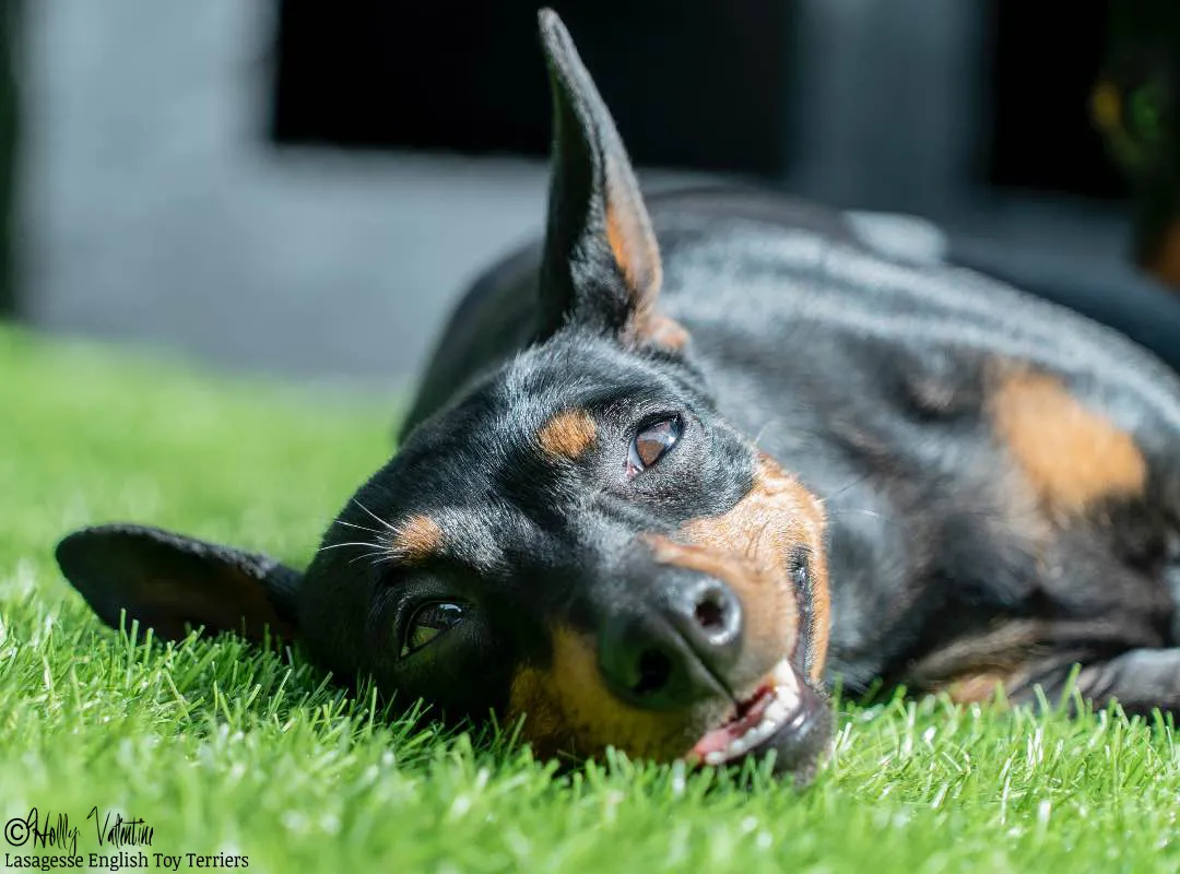english-toy-terrier-lasagesse-ludo-011 copy