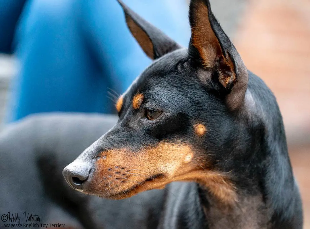 english-toy-terrier-lasagesse-esme-010 copy