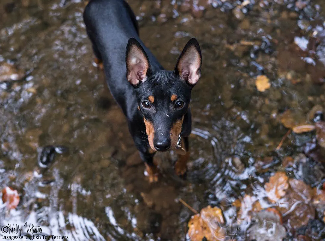 english-toy-terrier-lasagesse-ludo-053 copy
