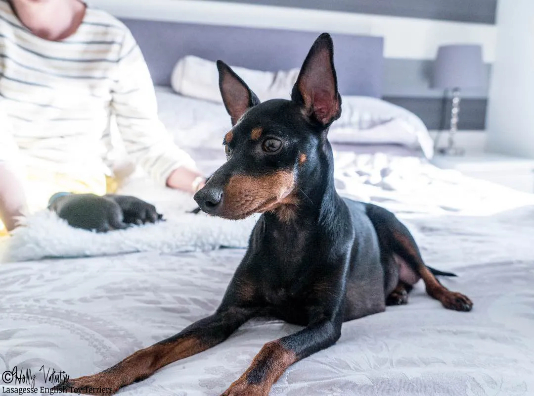 english-toy-terrier-lasagesse-esme-012 copy