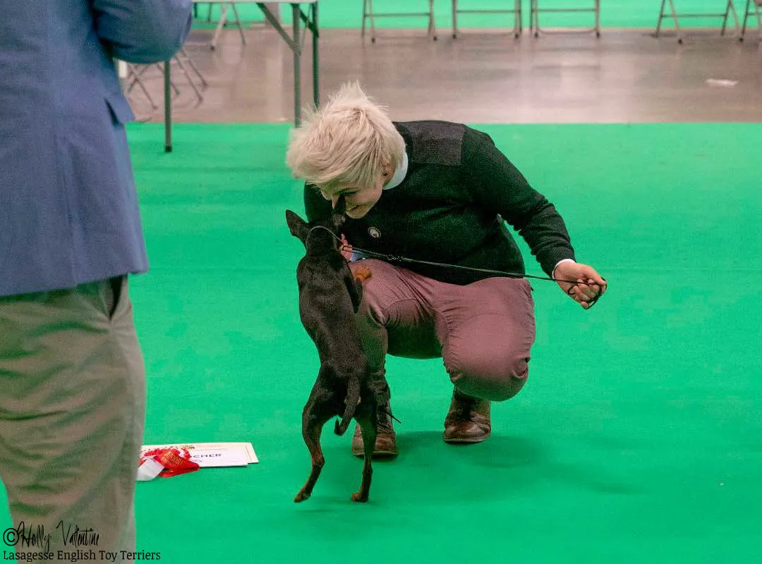 english-toy-terrier-lasagesse-ludo-show-005 copy