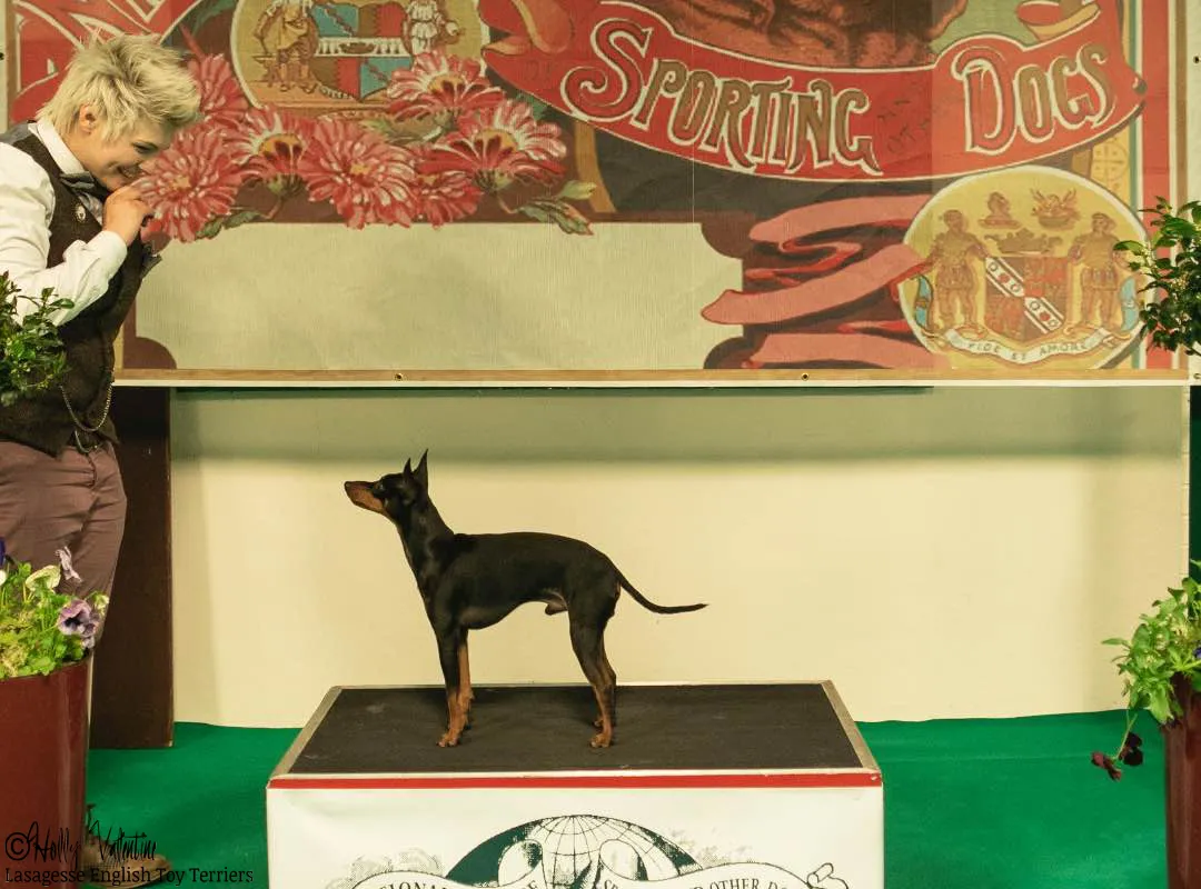 english-toy-terrier-lasagesse-ludo-show-006 copy