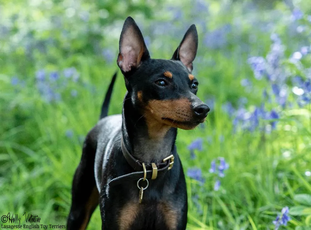 english-toy-terrier-lasagesse-ludo-049 copy