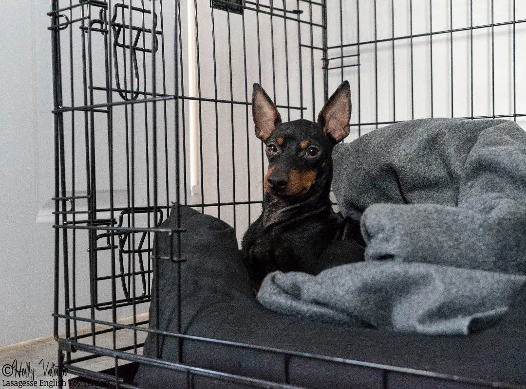 english-toy-terrier-lasagesse-esme-007 copy