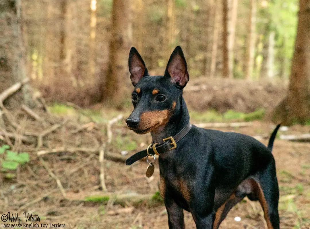 english-toy-terrier-lasagesse-ludo-040 copy