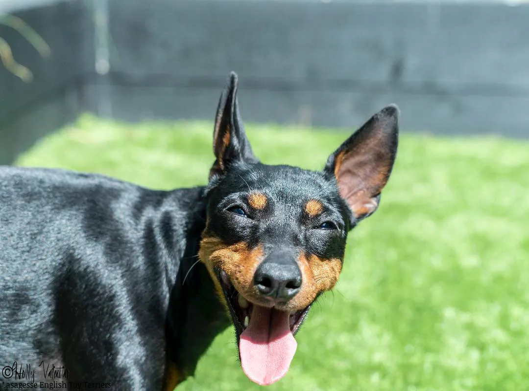 english-toy-terrier-lasagesse-ludo-012 copy