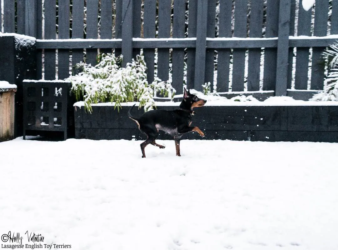 english-toy-terrier-lasagesse-ludo-051 copy