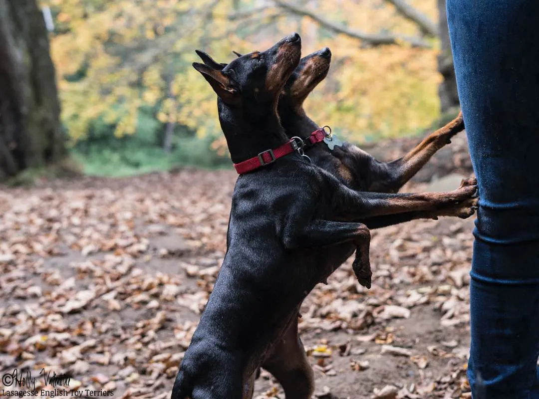 english-toy-terrier-lasagesse-esme-015 copy