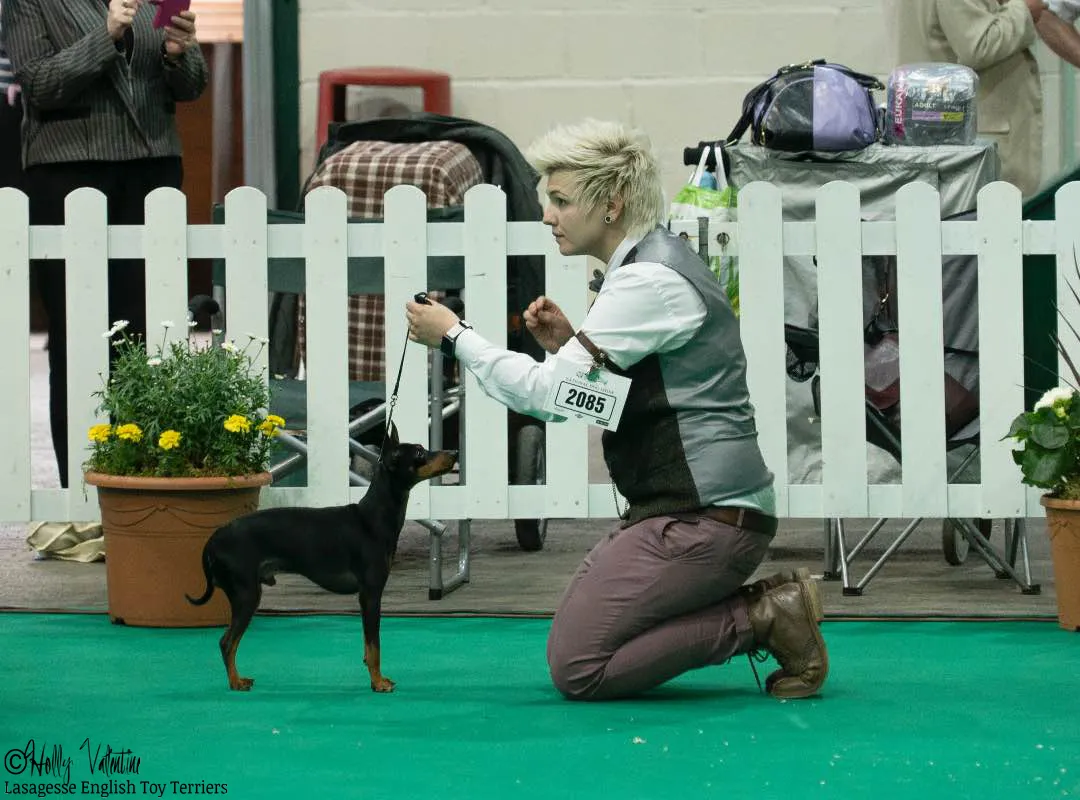 english-toy-terrier-lasagesse-ludo-show-010 copy