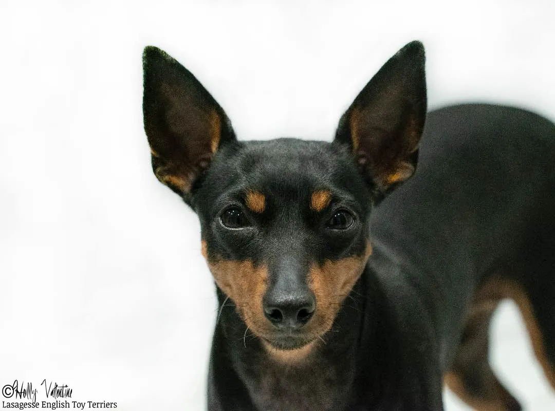 english-toy-terrier-lasagesse-ludo-017 copy