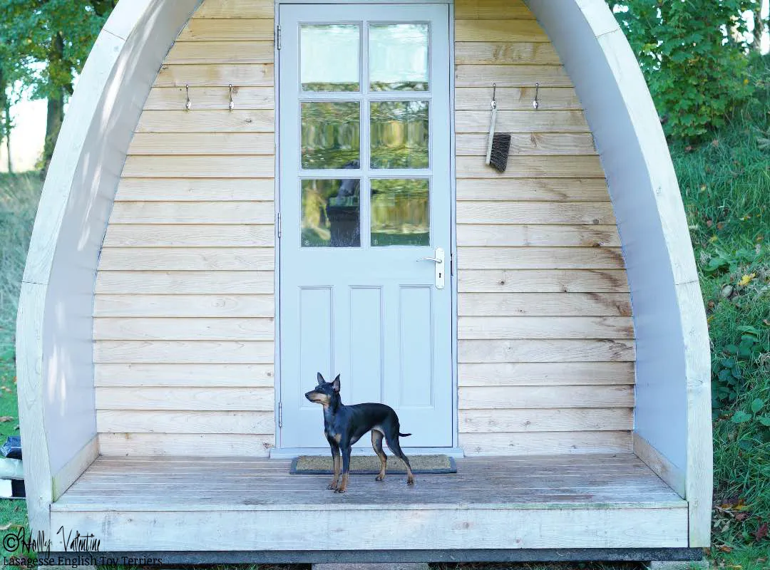 english-toy-terrier-lasagesse-ludo-008 copy