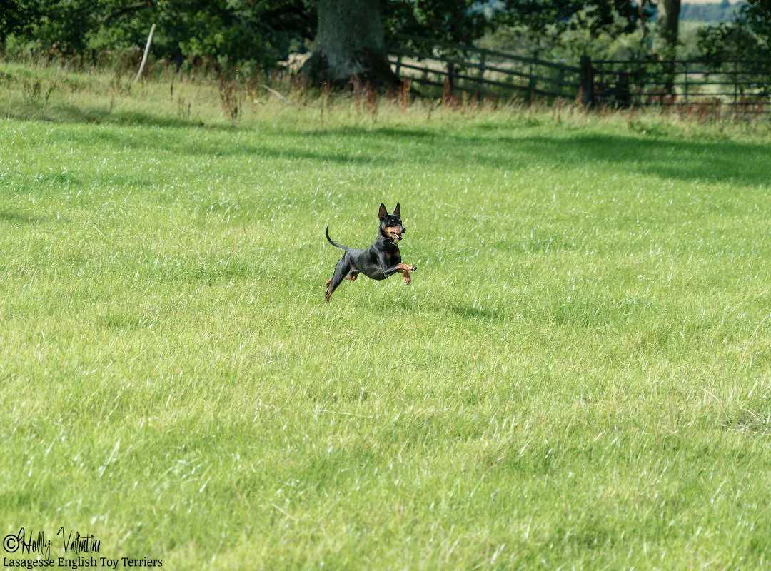 english-toy-terrier-lasagesse-ludo-035 copy