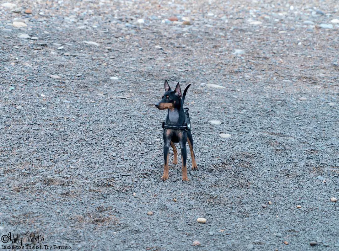 english-toy-terrier-lasagesse-ludo-009 copy