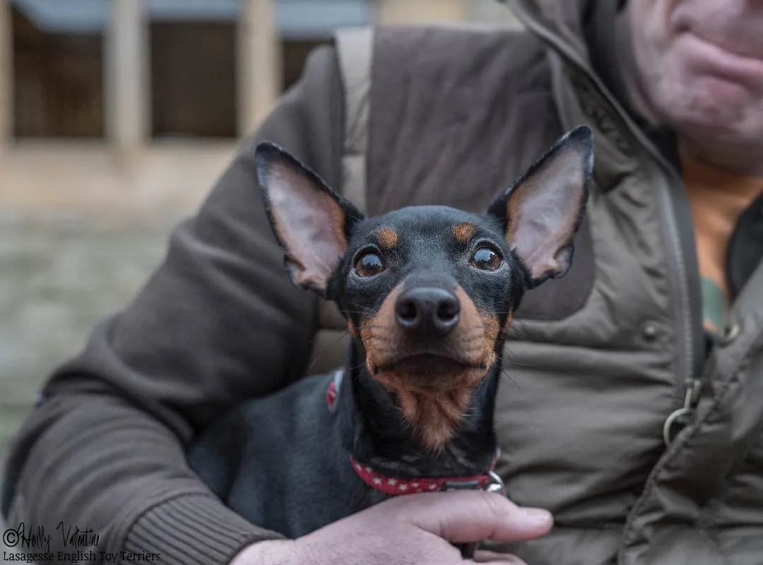 english-toy-terrier-lasagesse-esme-002 copy