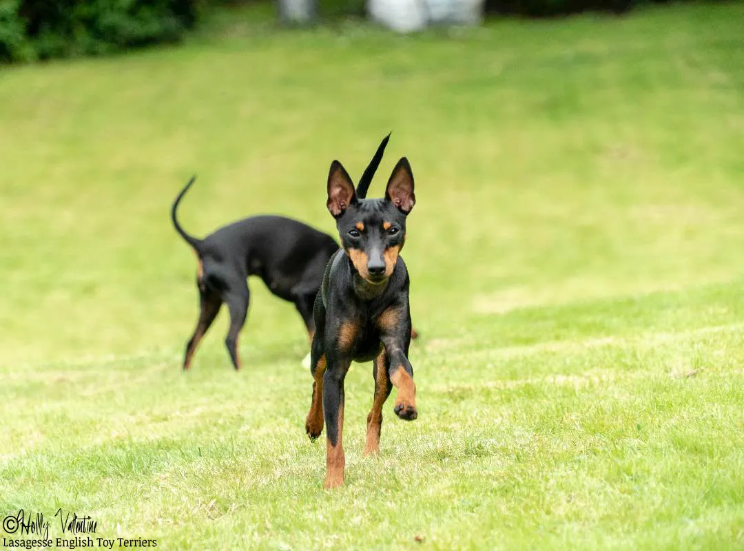 english-toy-terrier-lasagesse-ludo-042 copy