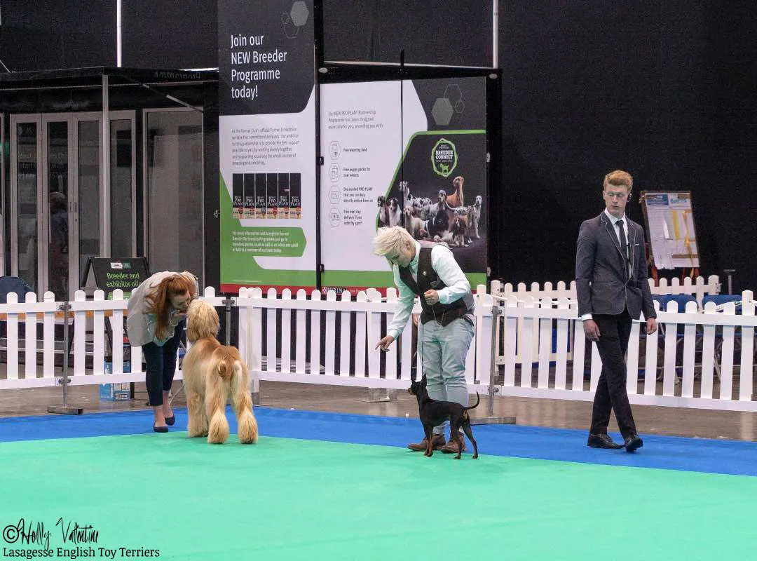 english-toy-terrier-lasagesse-ludo-show-003 copy