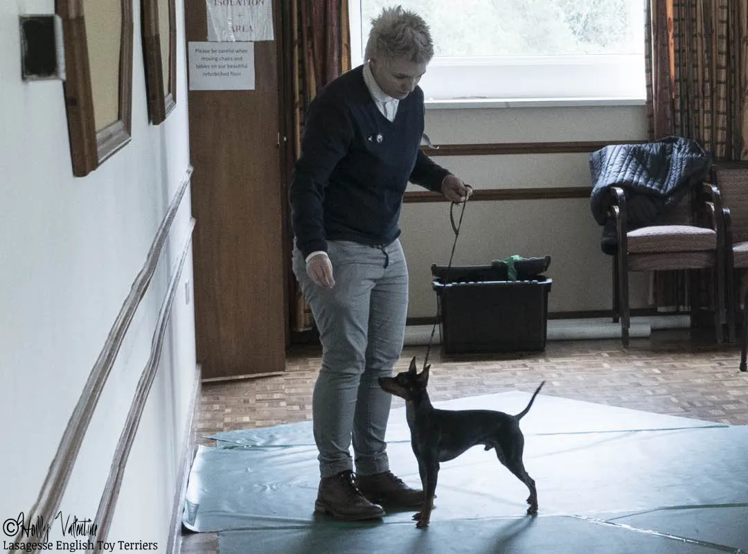 english-toy-terrier-lasagesse-ludo-show-015 copy