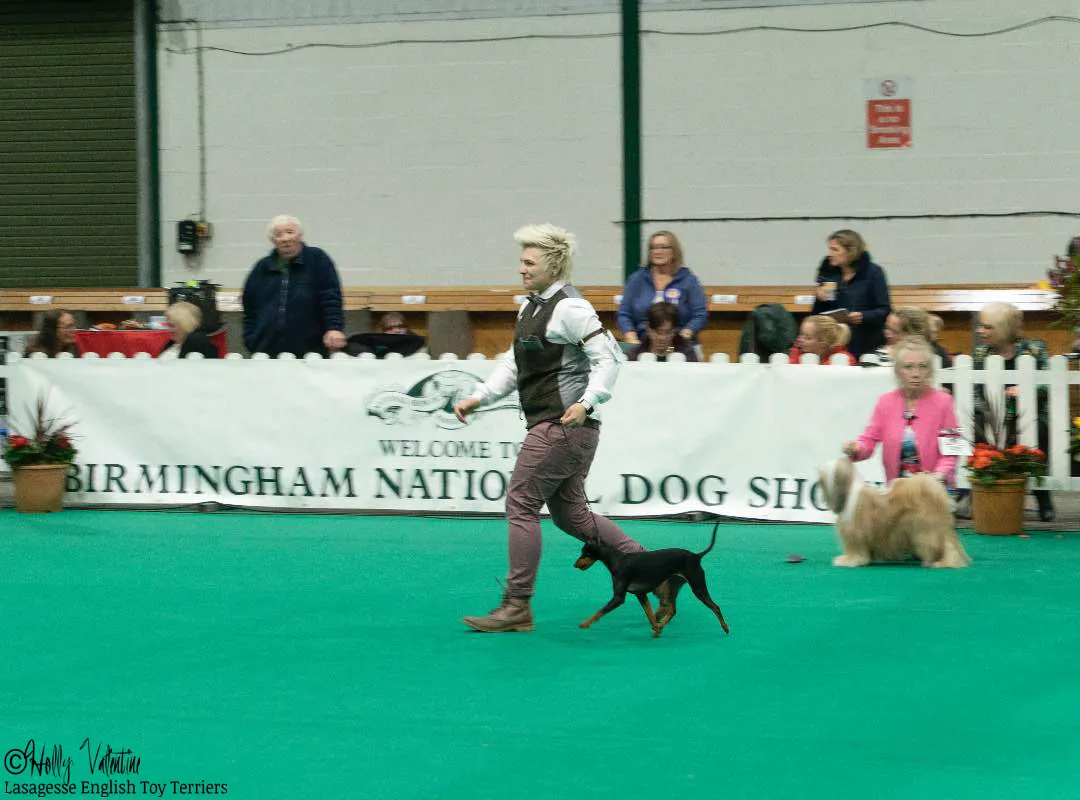 english-toy-terrier-lasagesse-ludo-show-011 copy