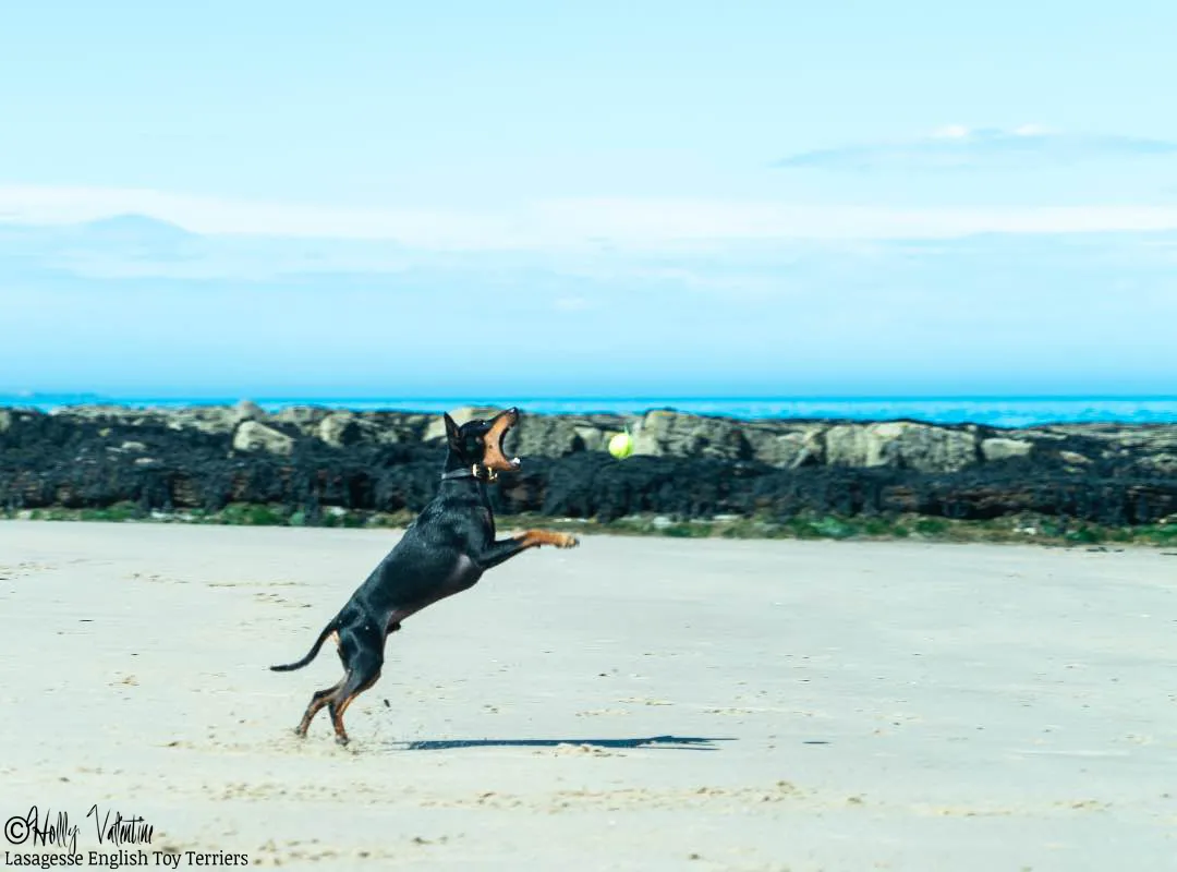 english-toy-terrier-lasagesse-ludo-012 copy