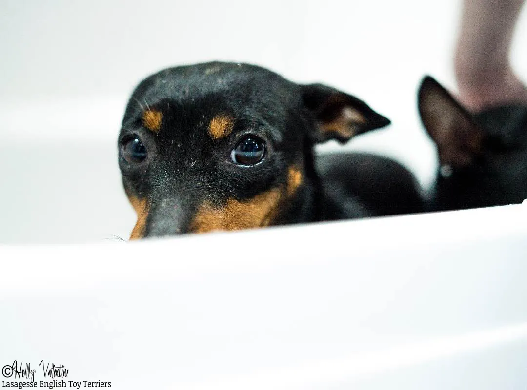 english-toy-terrier-lasagesse-ludo-001 copy