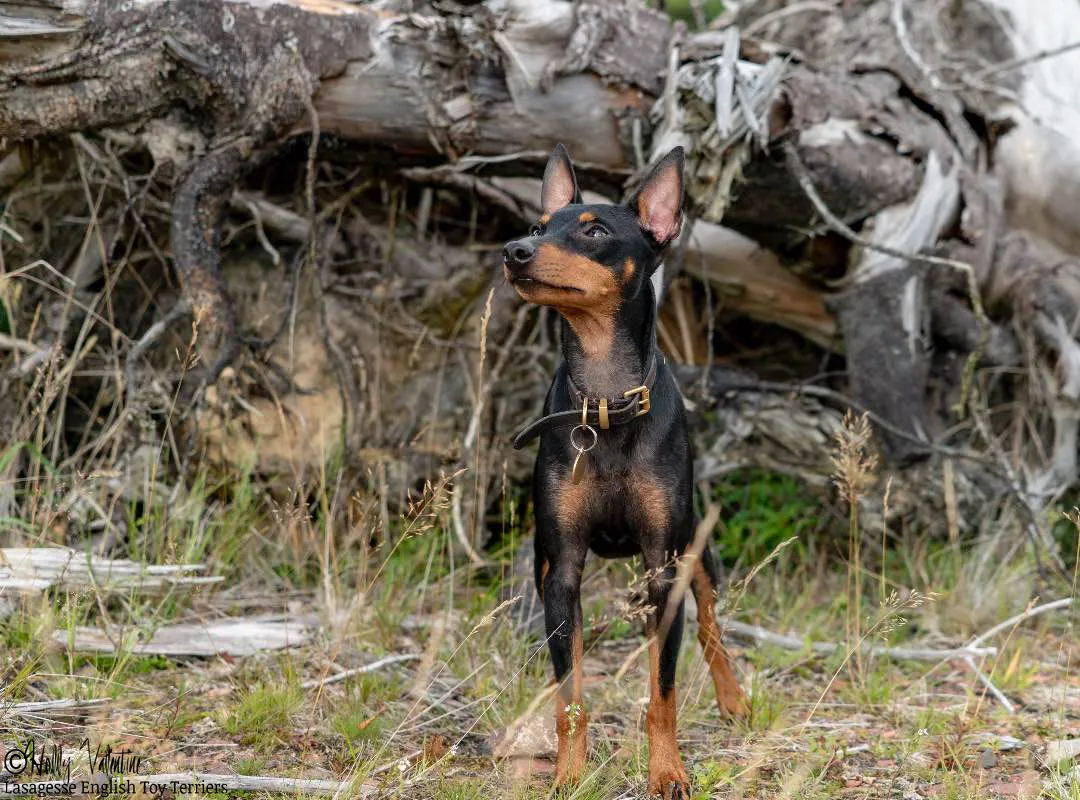 english-toy-terrier-lasagesse-ludo-036 copy