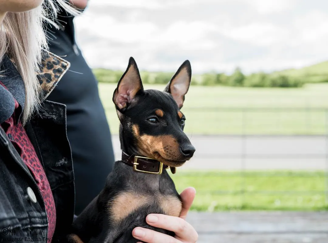 english-toy-terrier-lasagesse-ludo-002 copy