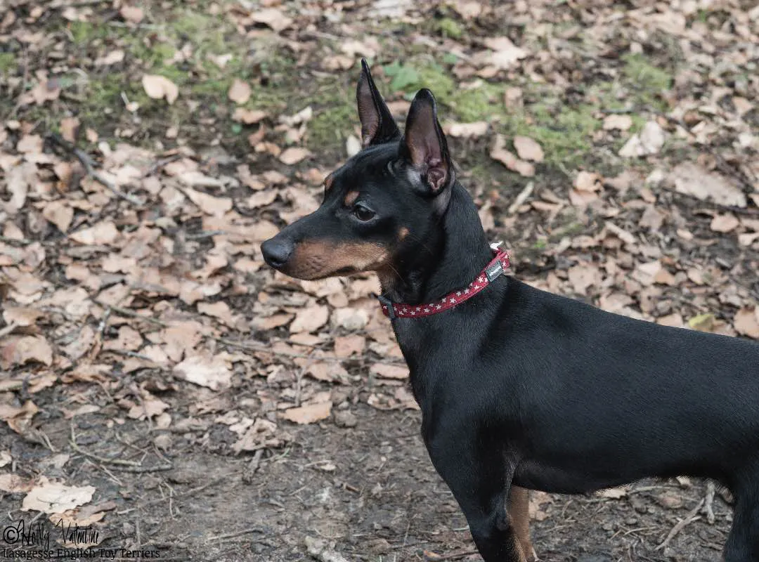 english-toy-terrier-lasagesse-esme-001 copy