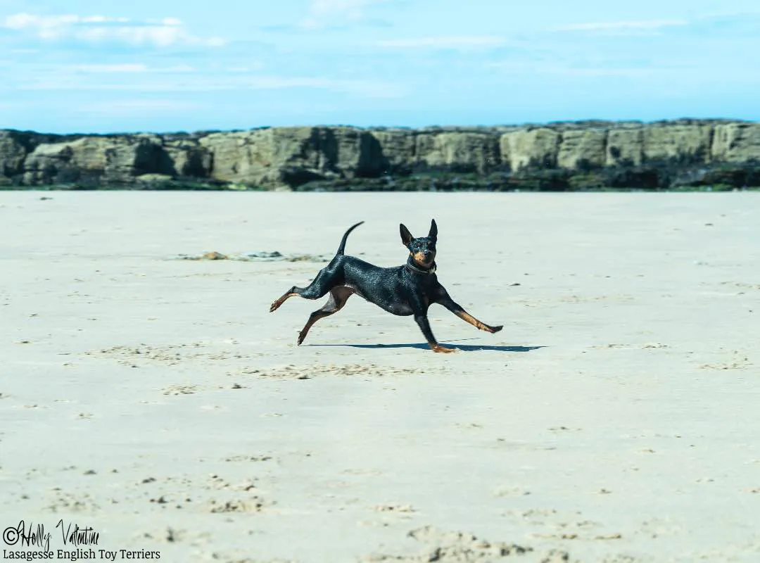 english-toy-terrier-lasagesse-ludo-004 copy