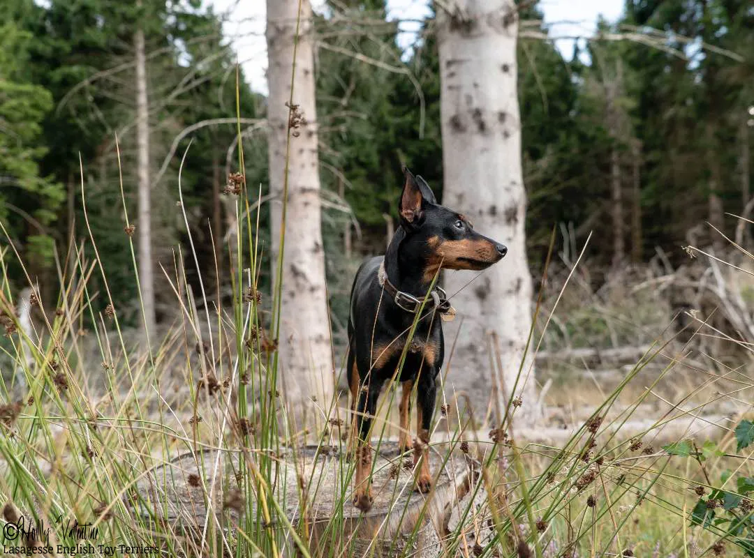 english-toy-terrier-lasagesse-ludo-014 copy