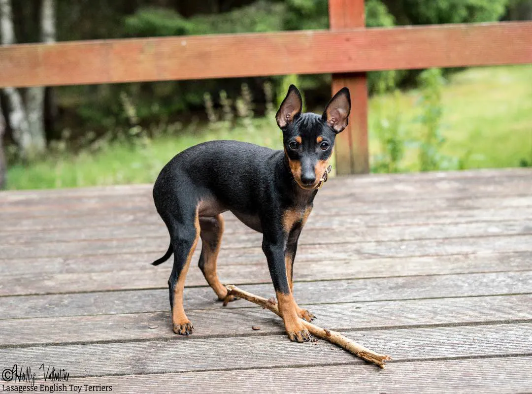 english-toy-terrier-lasagesse-ludo-025 copy