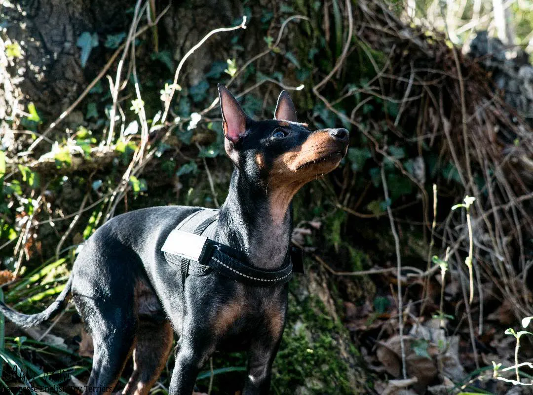 english-toy-terrier-lasagesse-ludo-014 copy