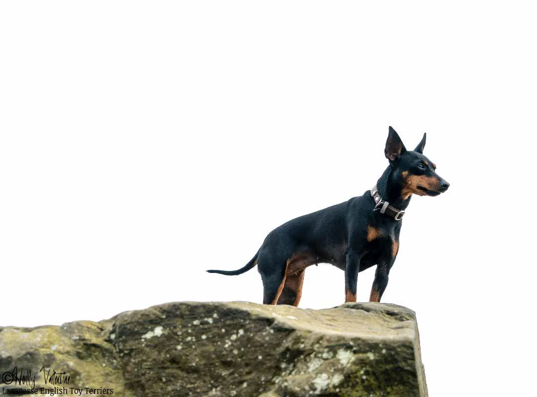english-toy-terrier-lasagesse-ludo-026 copy