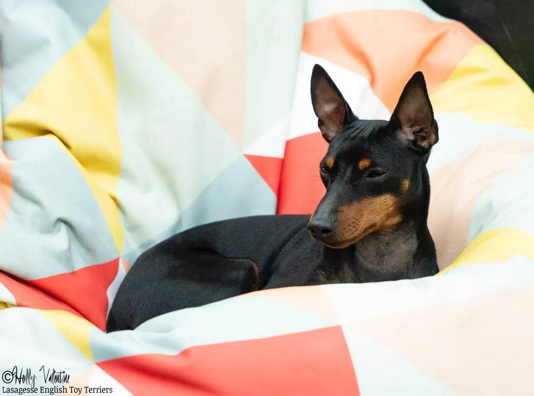 english-toy-terrier-lasagesse-ludo-034 copy