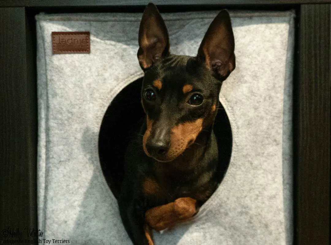 english-toy-terrier-lasagesse-ludo-041 copy