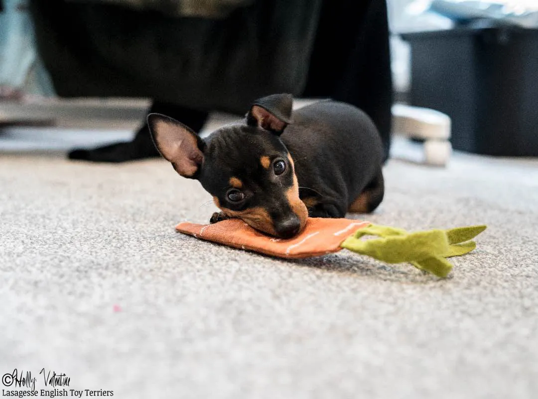 english-toy-terrier-lasagesse-ludo-030 copy