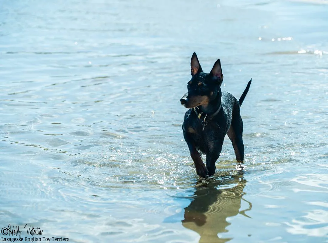 english-toy-terrier-lasagesse-ludo-011 copy