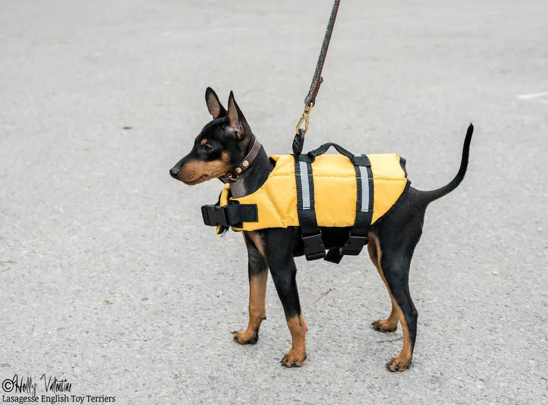 english-toy-terrier-lasagesse-ludo-026 copy