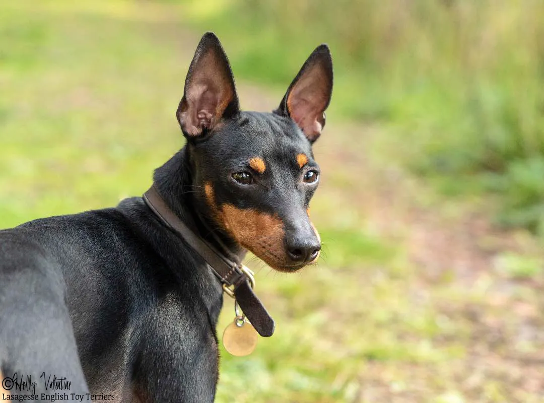 english-toy-terrier-lasagesse-ludo-039 copy