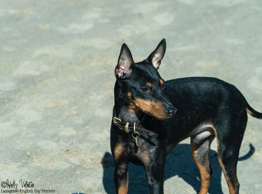 english-toy-terrier-lasagesse-ludo-013 copy