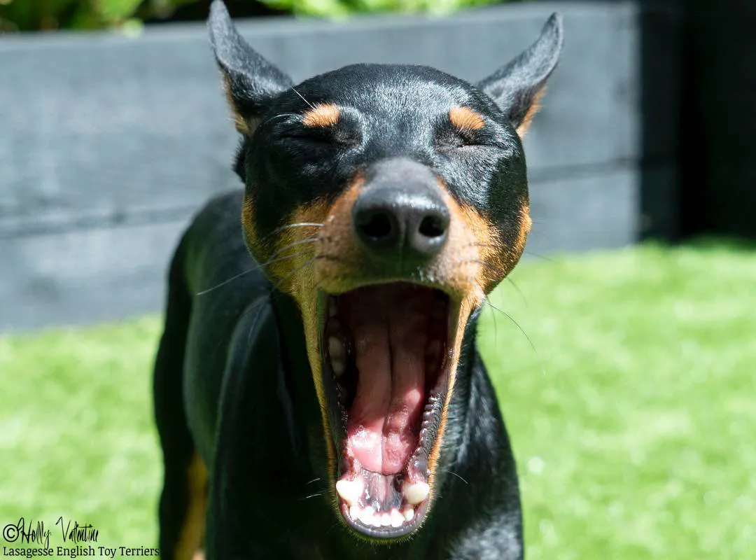 english-toy-terrier-lasagesse-ludo-031 copy