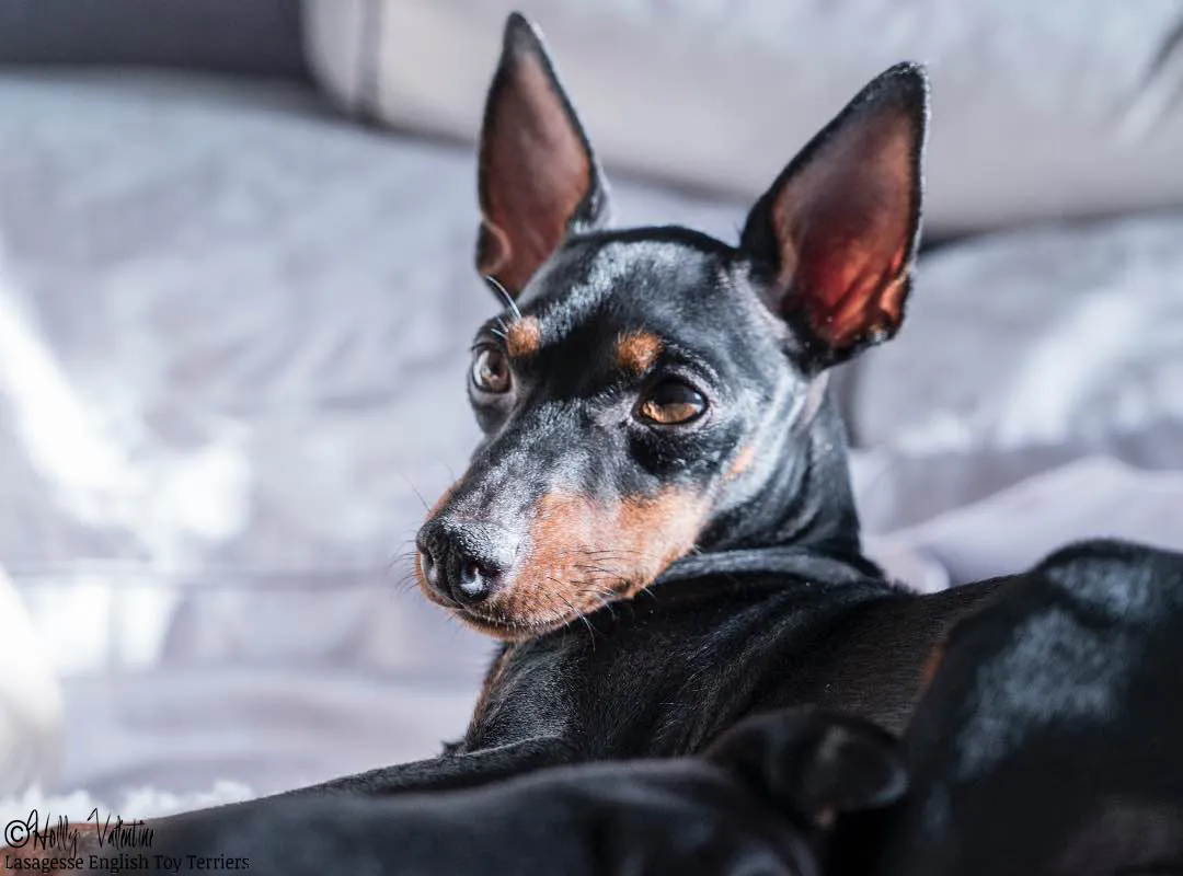 english-toy-terrier-lasagesse-esme-011 copy