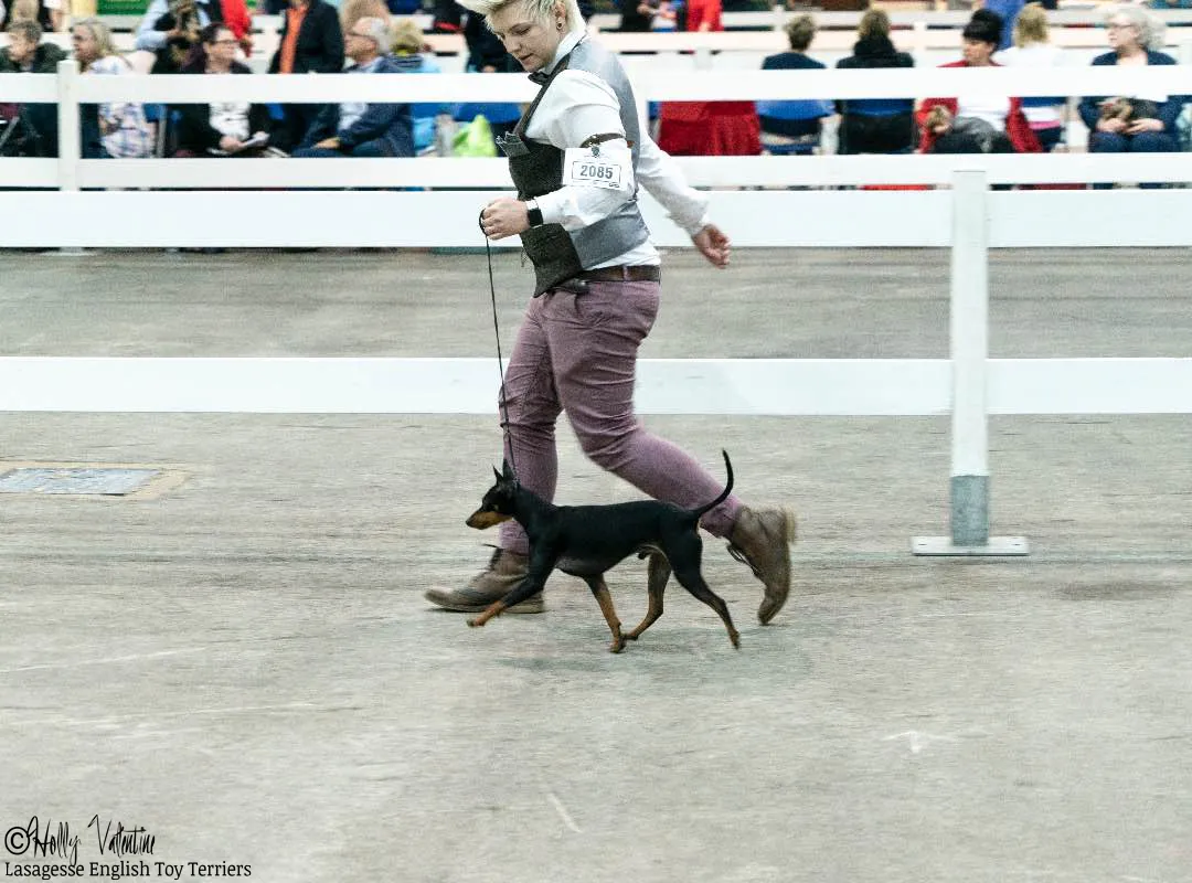 english-toy-terrier-lasagesse-ludo-show-008 copy