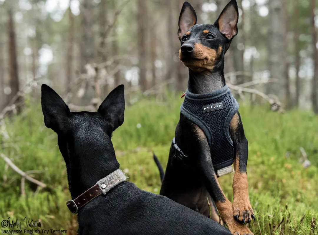 english-toy-terrier-lasagesse-ludo-022 copy