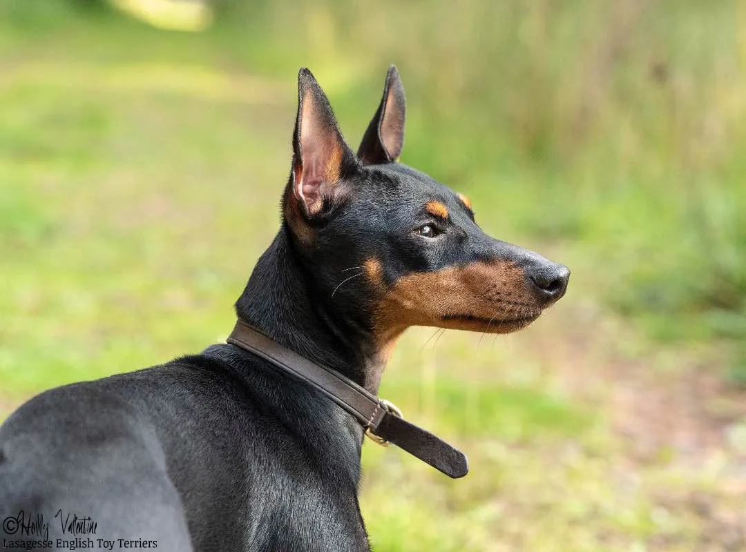 english-toy-terrier-lasagesse-ludo-038 copy