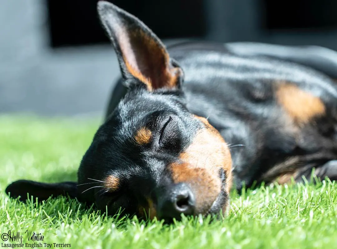 english-toy-terrier-lasagesse-ludo-010 copy